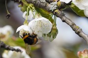 Bumblebee MorhartFelixFornoff Bumblebee MorhartFelixFornoff