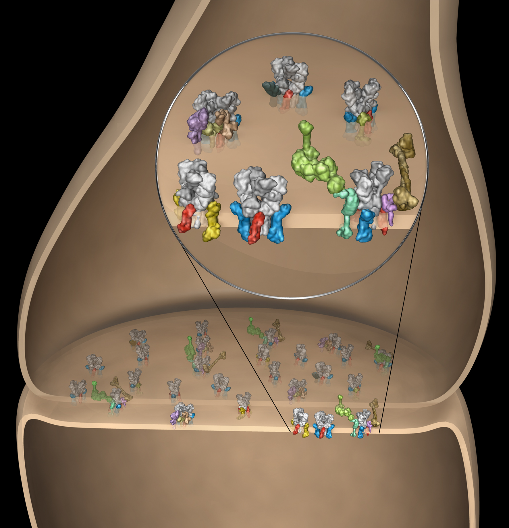 Spatial and temporal dynamics of the AMPA-Receptor Proteome