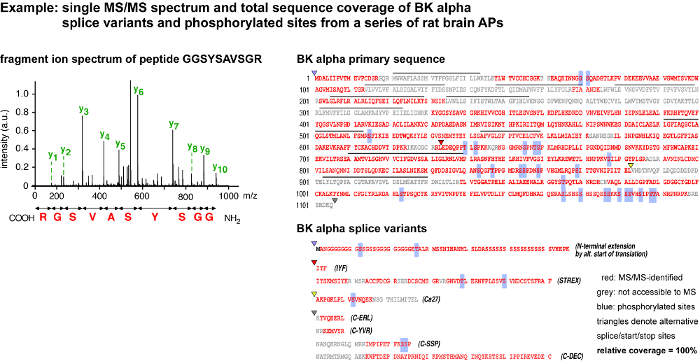 MS Identification Example