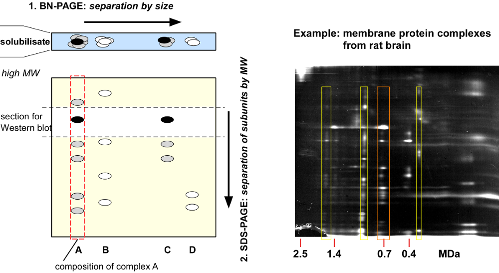 BN-PAGE Separation of Membrane Protein Complexes