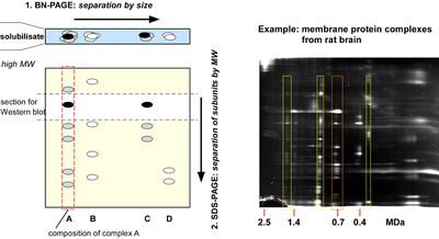 BN-PAGE Separation of Membrane Protein Complexes