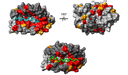 KChIP Structure (large)