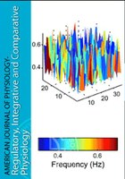 Dynamics of endothelium-dependent vasodilation