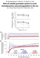 Soluble Guanylate Cyclase in Renal Hemodynamics